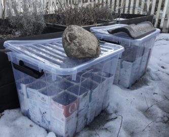 Gulrøtter i snøen